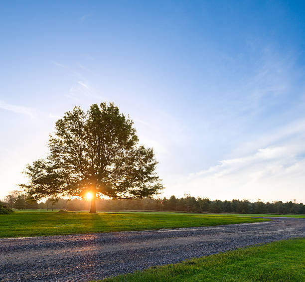 istock Sunrise behind lone tree in the countryside 629763024