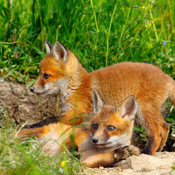 istock european wild fox youngster 629763224