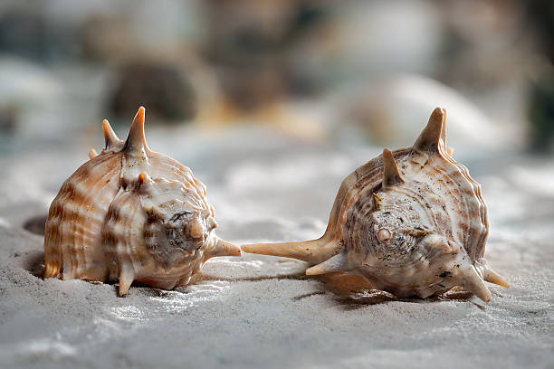 istock Two beautiful shells on the sand unusual shapes 629764944