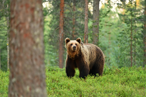 oso pardo (ursus arctos) en un paisaje forestal photo