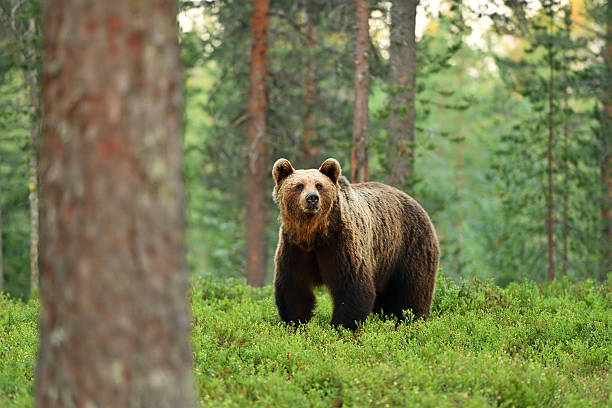 brown bear (ursus arctos) in a forest landscape - bear hunting imagens e fotografias de stock