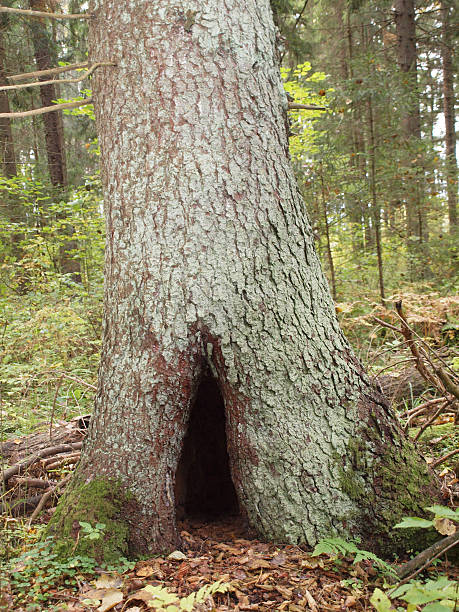 istock Hollow in the old spruce tree in autumn forest 629765942
