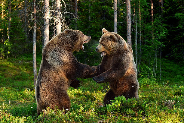 bear fight. bears fighting. animal fight. - weight class imagens e fotografias de stock