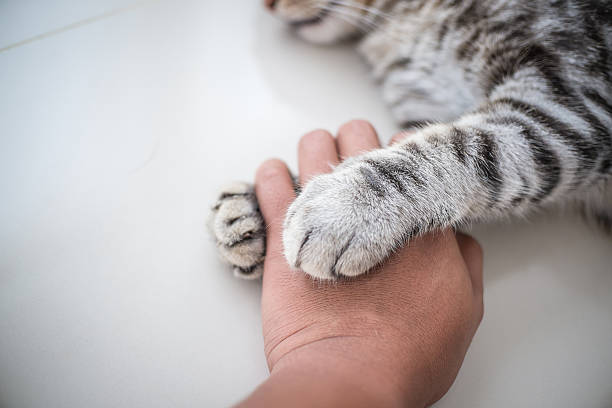 Cat love By the hand grip at hand. Cat love By the hand grip at hand.Cat love By the hand grip at hand. animal foot photos stock pictures, royalty-free photos & images