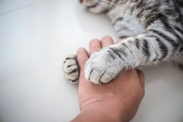 Cat love By the hand grip at hand.Cat love By the hand grip at hand.