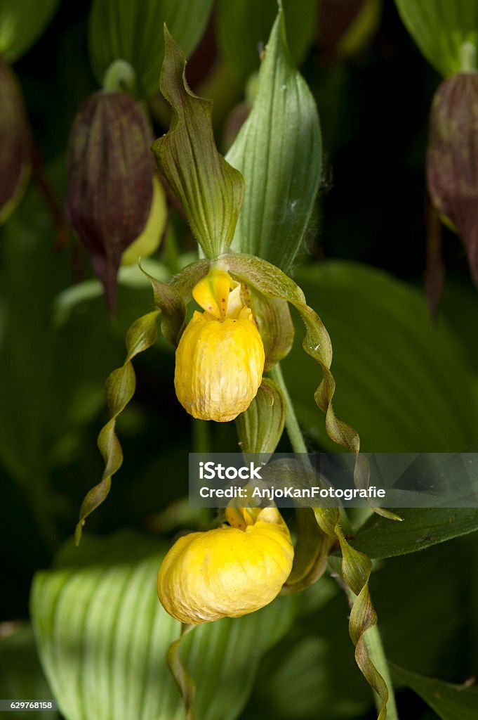 Foto de Grande Chinelo Amarelo e mais fotos de stock de Orquídea Sapatinhos  - Orquídea Sapatinhos, Amarelo, Animais em Extinção - iStock