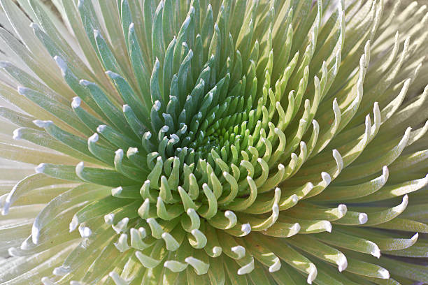 istock Plant Mauna Kea Silverswords or Ahinahina 629771780