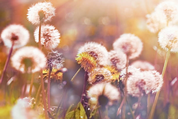 istock Selective focus on dandelion flower and dandelion seeds ( fluffy blow ball) 629771904
