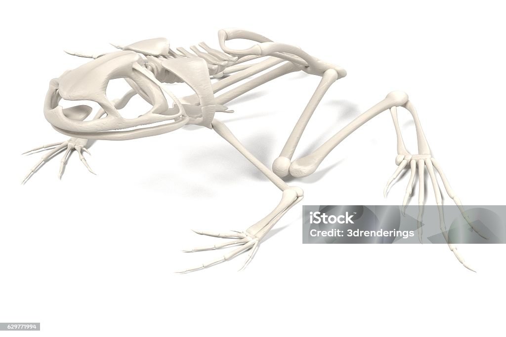 Toad Spine Toad Skeleton Stock Photo - Download Image Now - Amphibian, Anatomy ...
