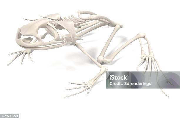 Toad Body Toad Skeleton Stock Photo - Download Image Now - Amphibian, Anatomy ...