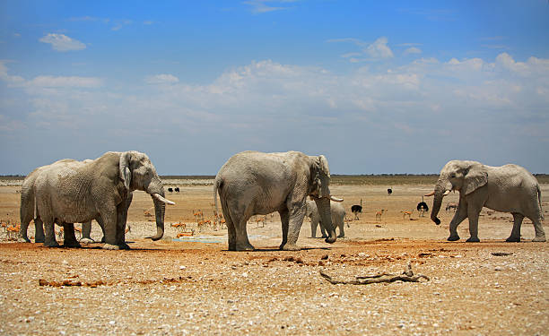 istock Elephants on the Etosha Plains, Namibia, Southern Africa 629772126