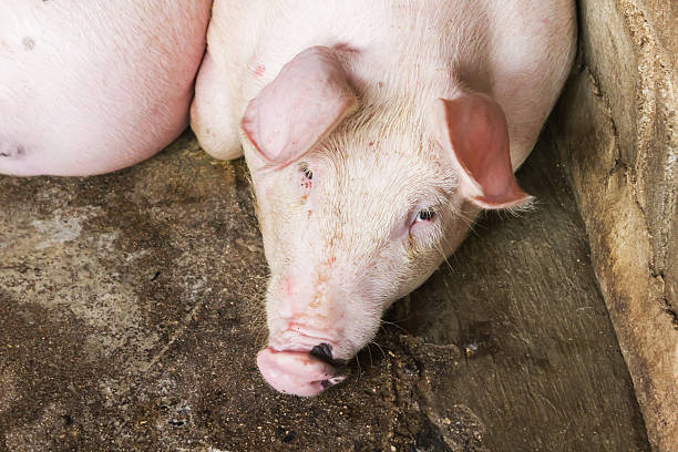 istock Closeup pig face, pig lay down in hoven 629772356