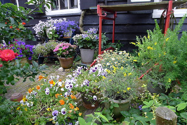 istock summergarden with pansies 629772518