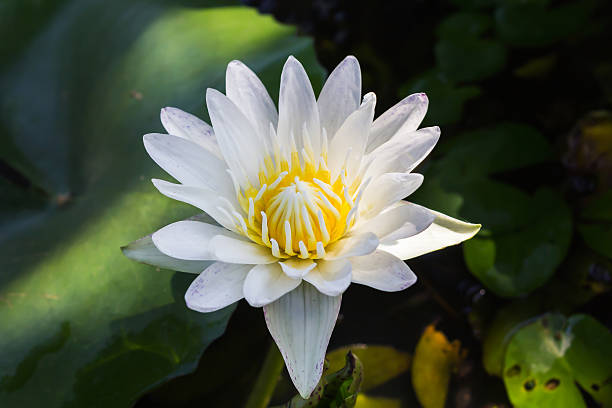 istock Single white lotus flower with green leaf on water 629772780