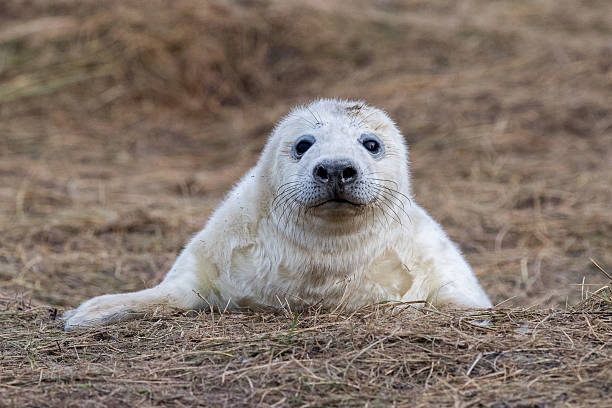 istock grey seal puppy while looking at you 629772872