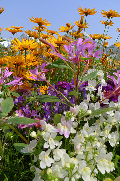 colored wild summer flowers in a field