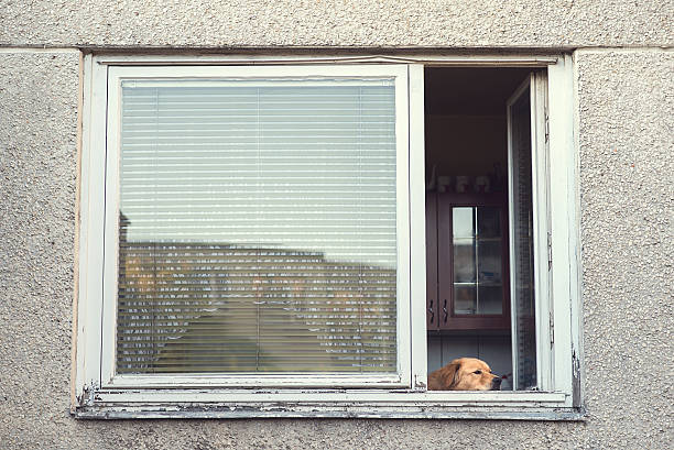istock Sad dog in the window 629772976