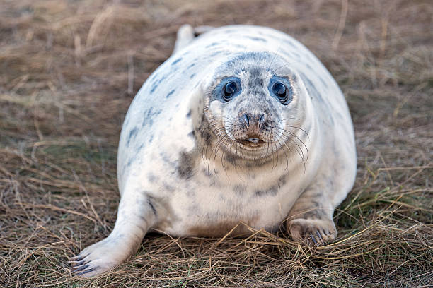 istock grey seal puppy while looking at you 629772998