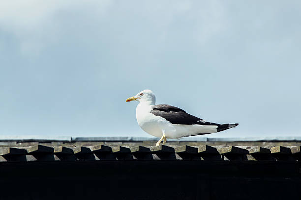 istock one seagull standing on roof top 629774270