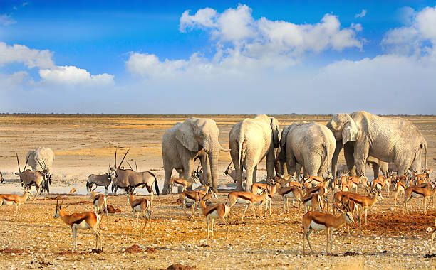 Etosha waterhole teeming with animals - Namibia stock photo