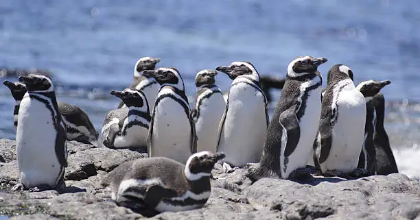 Penguin of Magellan, (Spheniscus Magallanicus). Colony on Isla Penguin, off the Atlantic Coast of Patagonia, Argentina, South America.