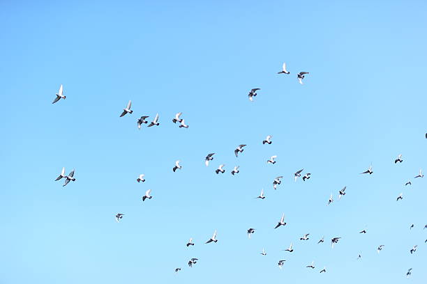istock Flock of birds Information transmission 629775472