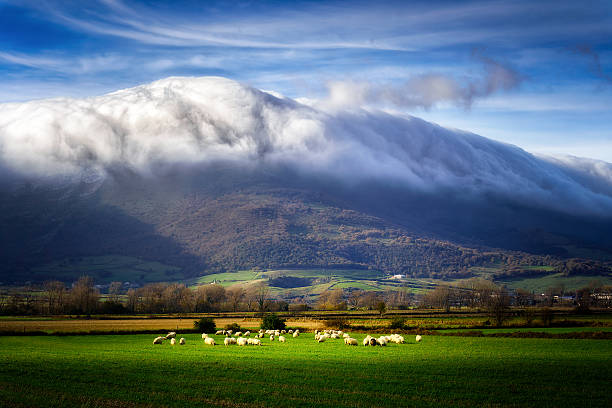 pecore nella valle dell'ayala - sheep flock of sheep pasture mountain foto e immagini stock