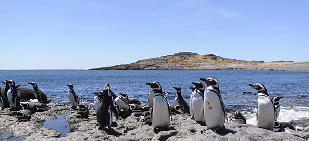 Penguin of Magellan Penguin of Magellan, (Spheniscus Magallanicus). Colony on Isla Penguin, off the Atlantic Coast of Patagonia, Argentina, South America. punta tombo stock pictures, royalty-free photos & images