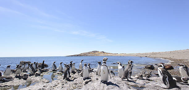 pinguin von magellan - penguin colony nobody horizontal stock-fotos und bilder