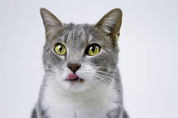 Grey and White Tabby Licking Lips on studio background stock photo