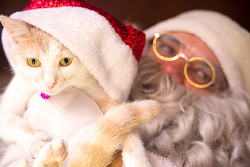Santa Claus holding domestic cat with Santa Hat, christmas cat in red Santa Claus cap