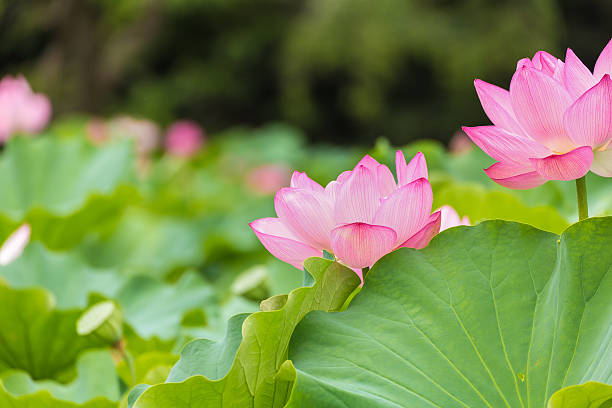 istock The Lotus Flower 629777292