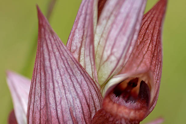 Eastern Tongue Orchid (Serapias cordigera) stock photo