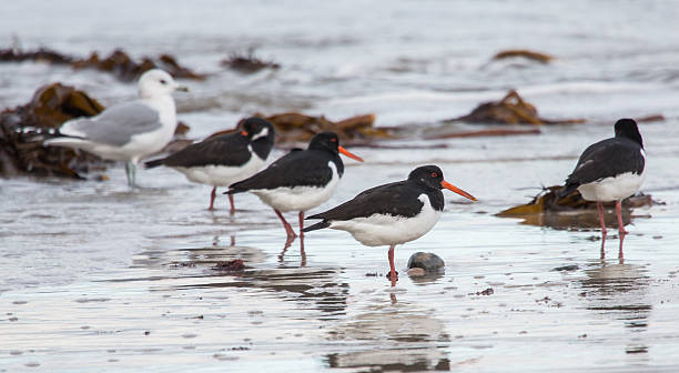 istock Oystercatchers on beach with a gull 629778402