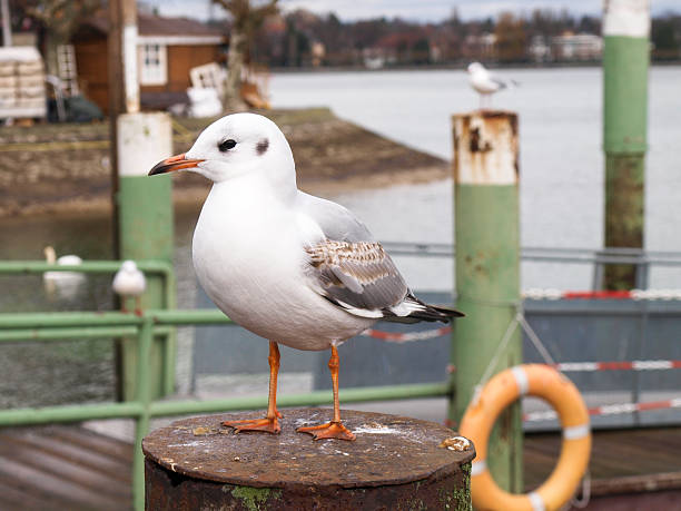 istock Seagull perched on the harbor mooring poles 629778634