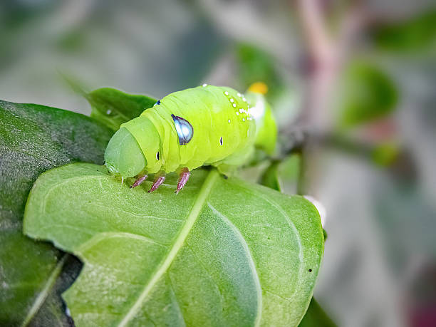 istock Green cobra Caterpillar in Macro. 629778734
