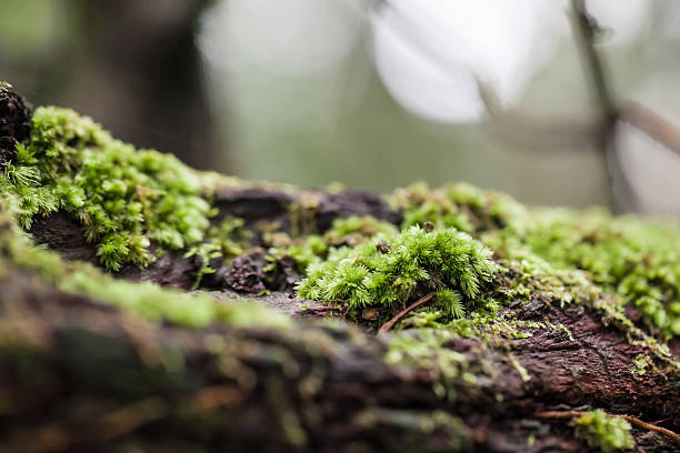 tronco di albero muschiato nella foresta, messa a fuoco selettiva - green nature forest close up foto e immagini stock