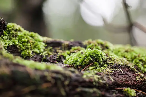 mossy tree trunk in the forest, selective focus