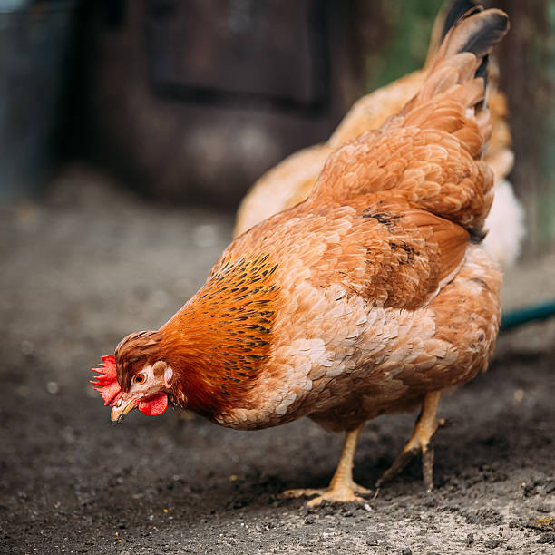 istock Brown Red Free Chicken In Rustic Farm Yard 629779912