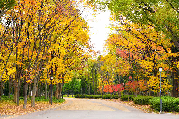 istock Osaka Park, around Osaka castle at autumn, Japan 629780572
