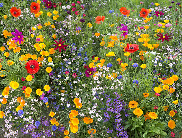 istock wild flower mix with poppies 629780578