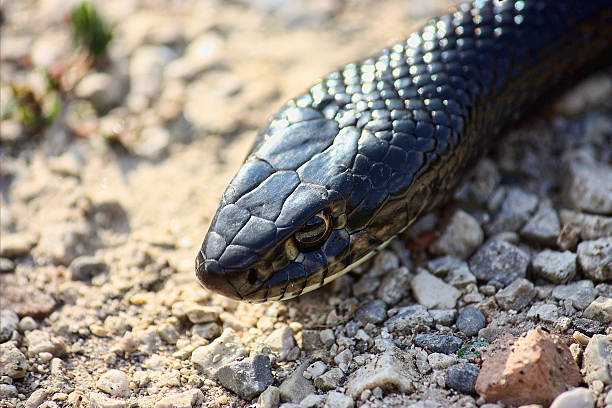 wąż bicz zielony, wąż bicz zachodni (hierophis viridiflavus), wariant czarny - water snake zdjęcia i obrazy z banku zdjęć