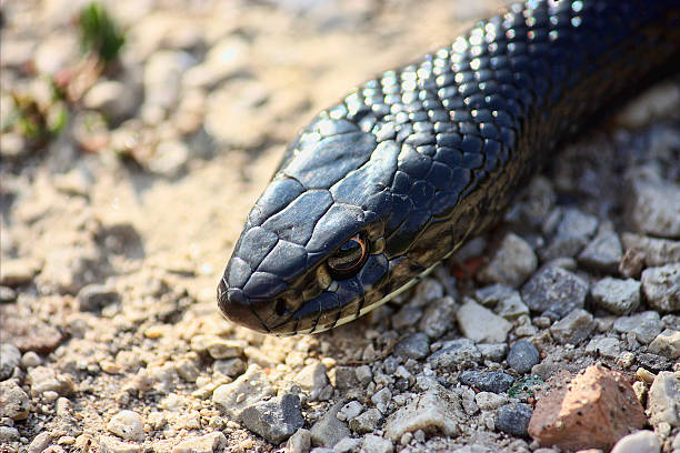 green whip snake, western whip snake (hierophis viridiflavus), black variant - water snake imagens e fotografias de stock