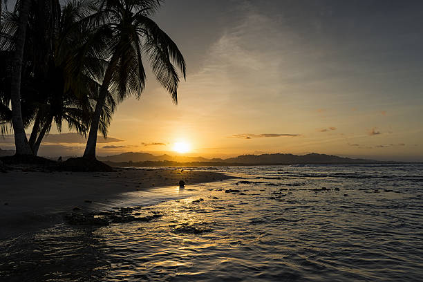 istock Beach with palm trees at sunset in Costa Rica 629780764