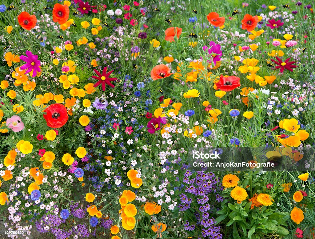 wild flower mix with poppies and lots of bees wild flower mix an atraction to many bees Wildflower Stock Photo