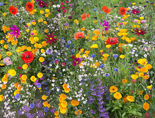 wild flower mix with poppies and lots of bees wild flower mix an atraction to many bees meadow stock pictures, royalty-free photos & images