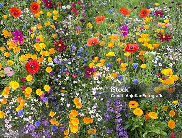 Wild Flower Mix With Poppies And Lots Of Bees Stock Photo - Download Image Now - Wildflower, Meadow, Bee