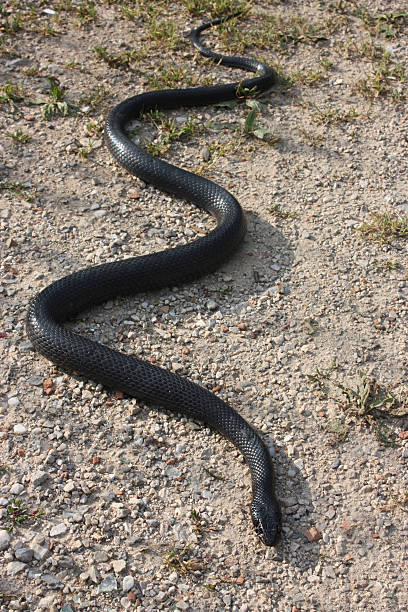 녹색 채찍 뱀, 서쪽 채찍 뱀 (히에로피스 viridiflavus), 검은 변종 - hierophis viridiflavus 뉴스 사진 이미지
