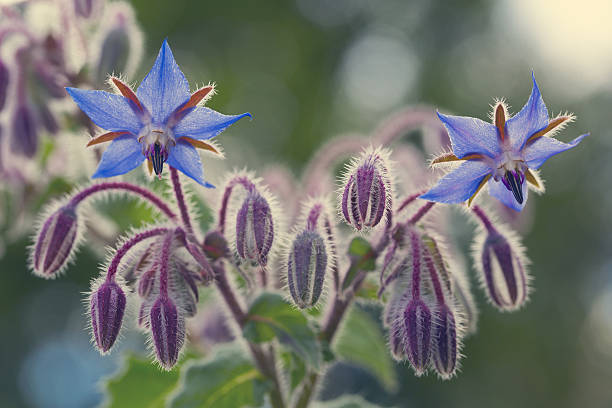 istock Borage flowers close up (Borago officinalis) 629781142
