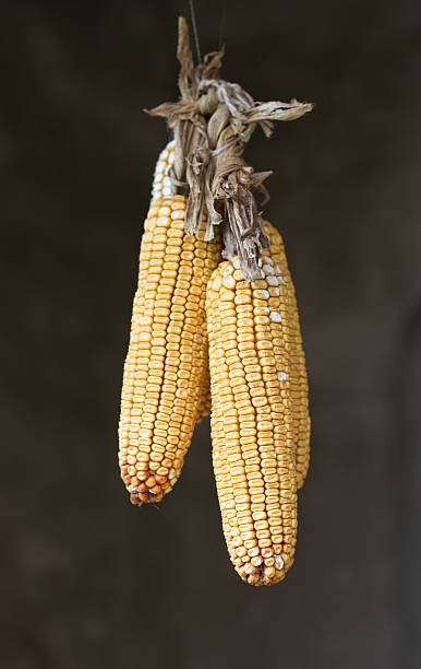 매달려 옥수수 - corn on the cob corn dry dried food 뉴스 사진 이미지